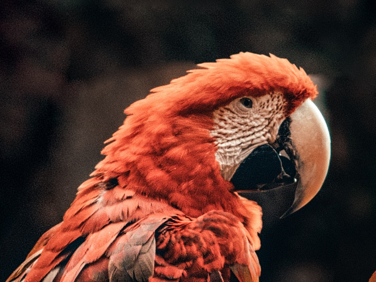 Exotic Birds Infographic