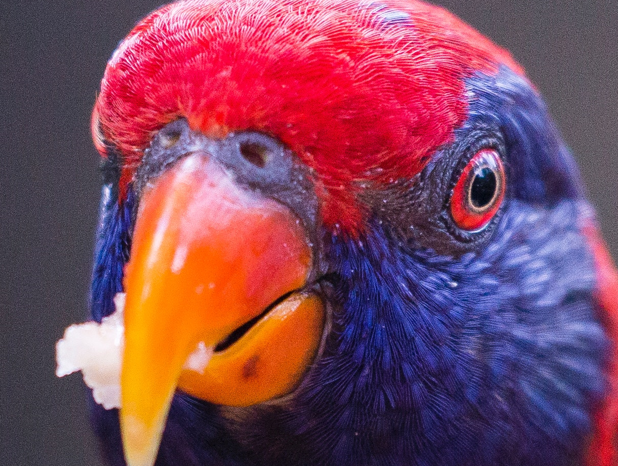 What to Feed a Pet BIrd