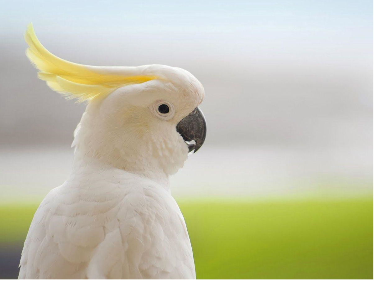 Moluccan Cockatoo