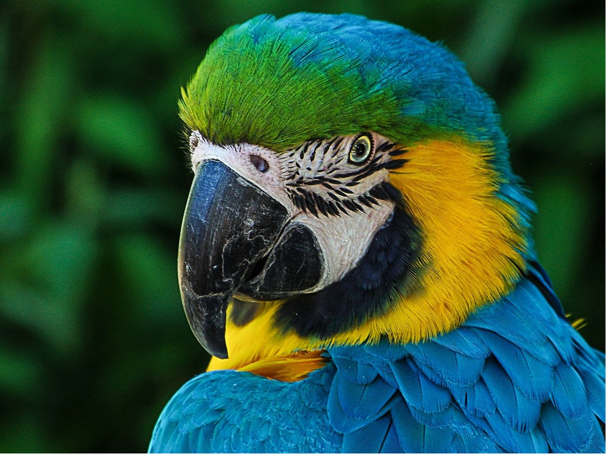 Parrot Probiotics