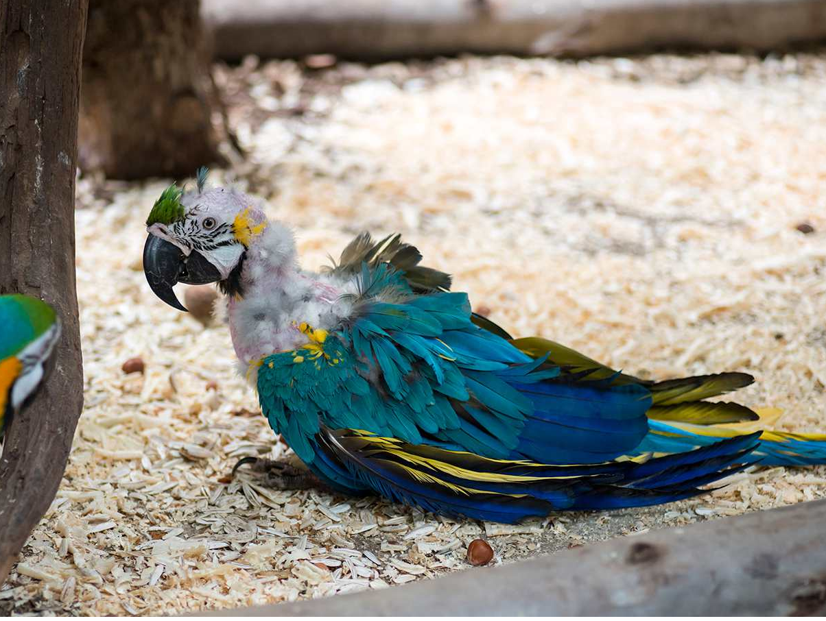 Stressed bird – how to recognize bird stress and help your parrot calm down