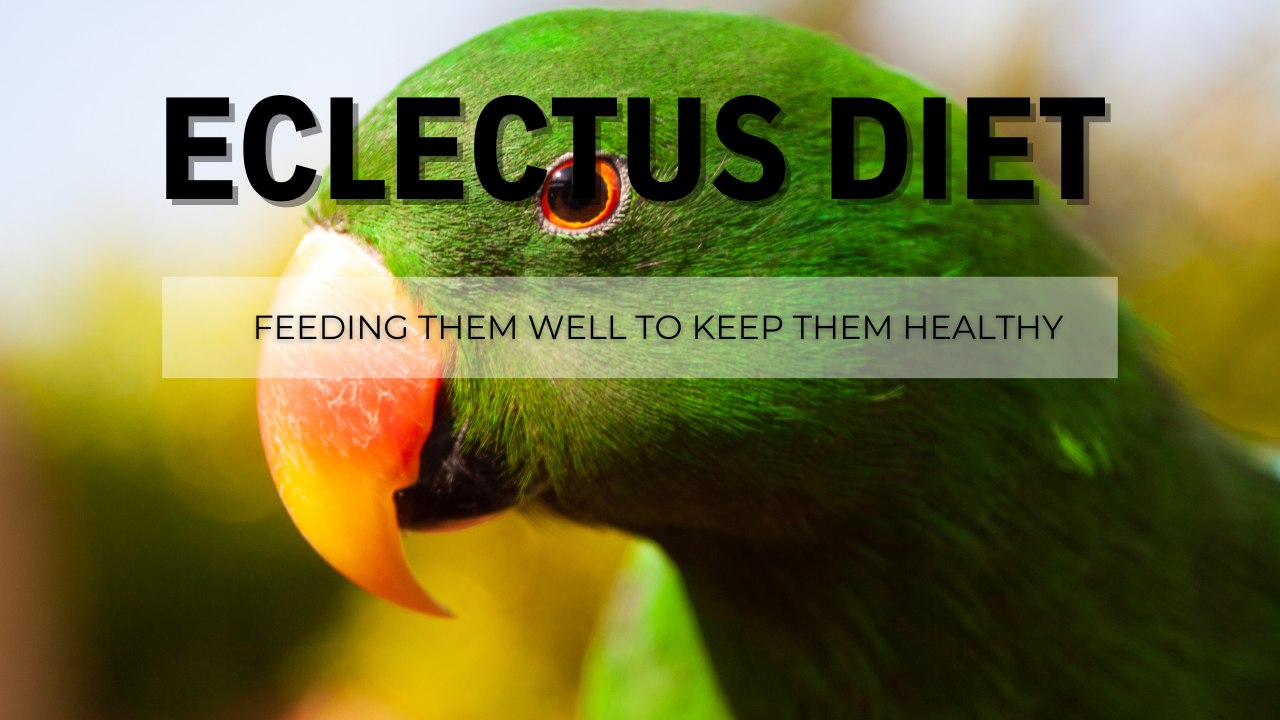 eclectus parrot diet