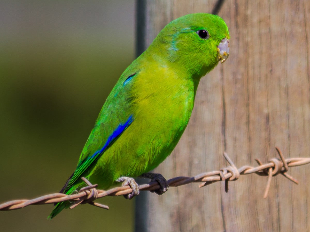 Tiny Bird Toys that Parrotlet's Love