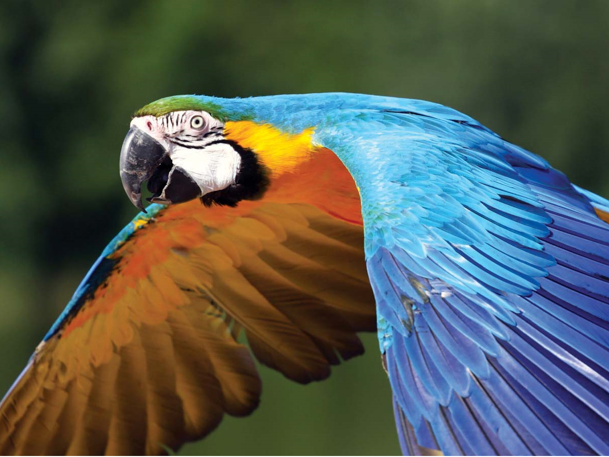 Parrot