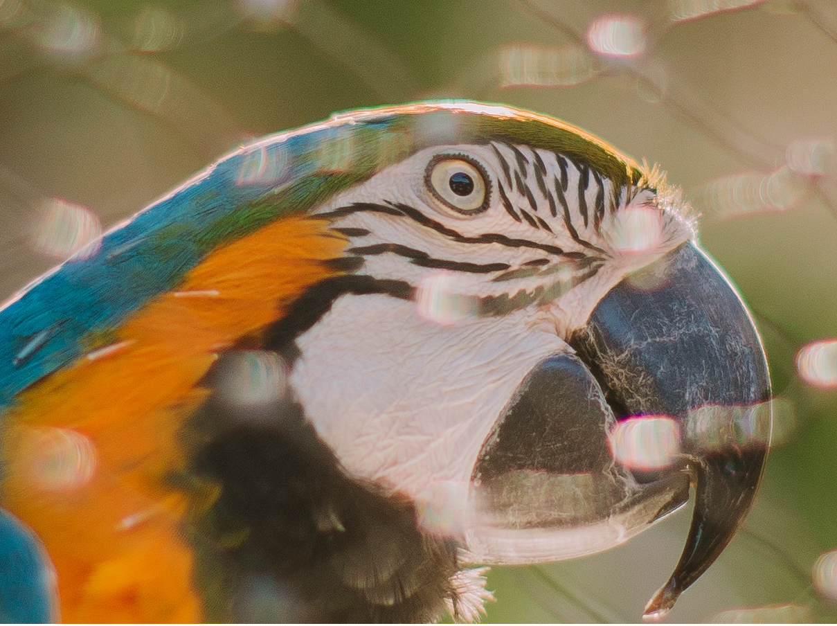 Parrot in Cage