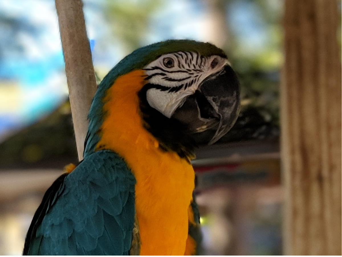 Road Trip With Parrots & Parrot Vacations