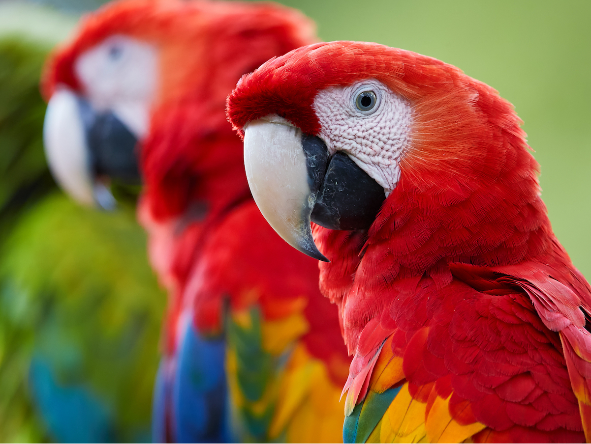 Parrots