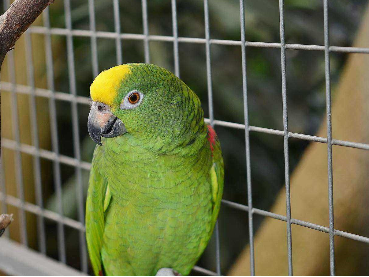 Pet Friendly Vacations: RV Travel With Your Bird