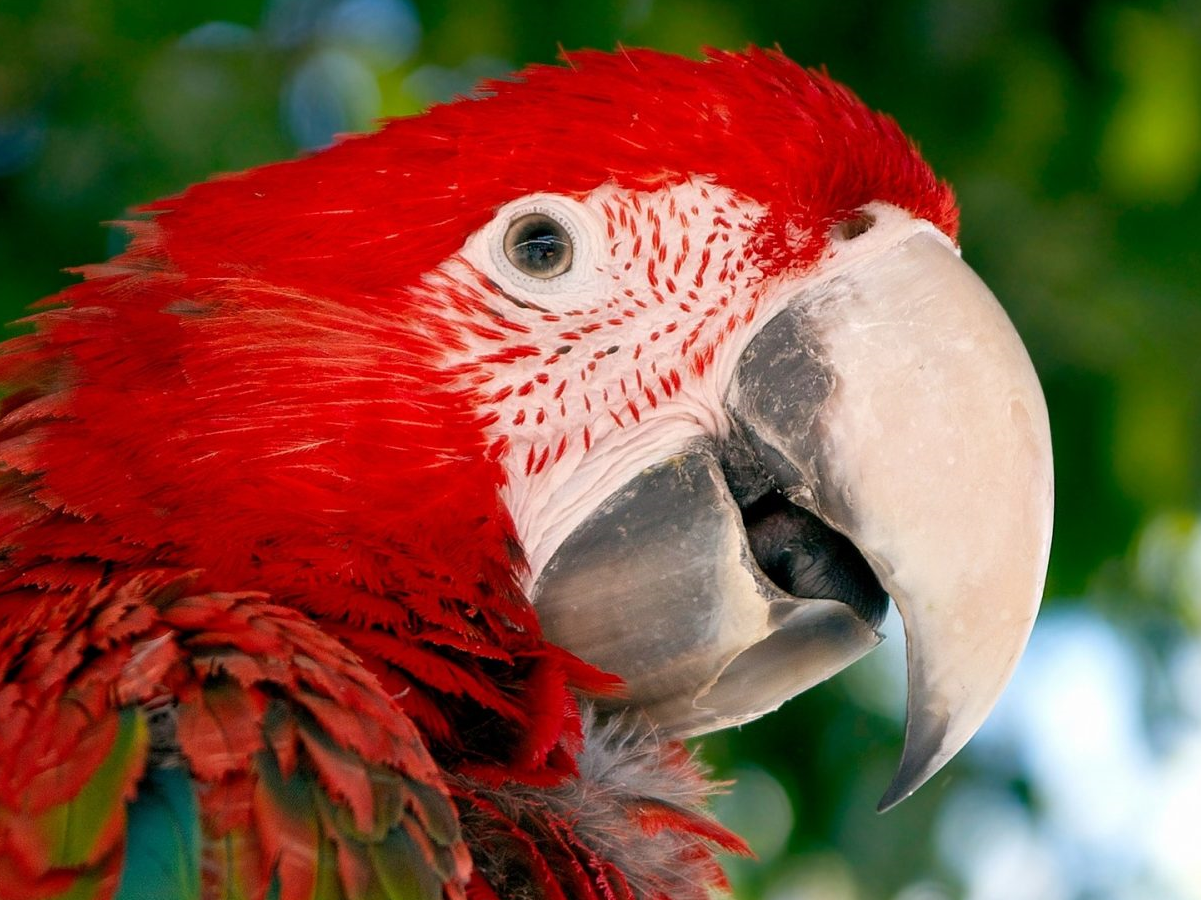 Pet bird top doctor near me