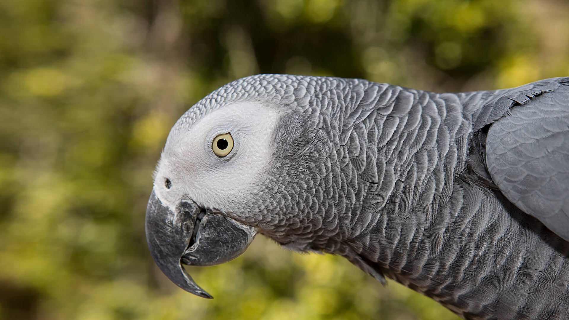 Bored Parrot