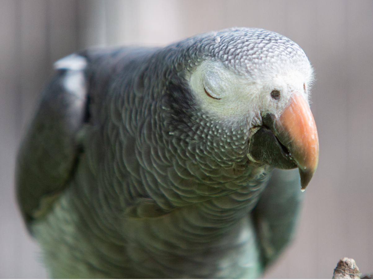 Bird respiratory problems