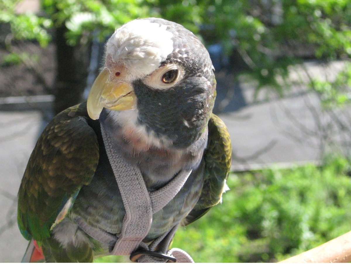 Bird plucking feathers help