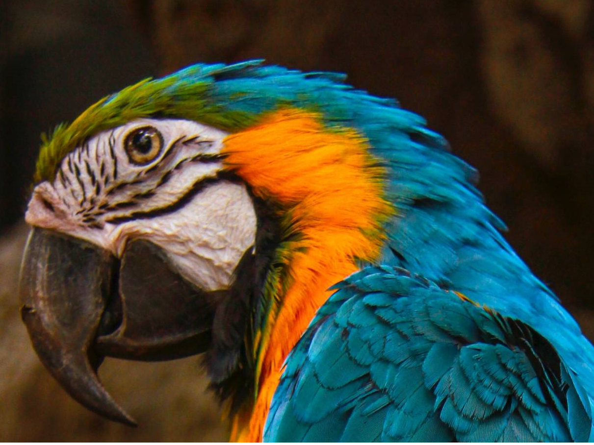 Macaw – how a bird behaviorist uses positive reinforcement for better training
