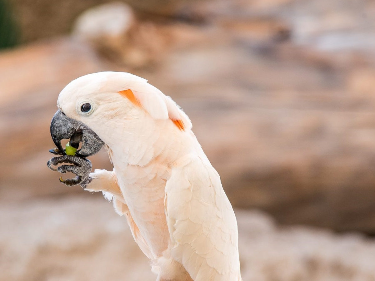 Electrical cords are something parrots chew