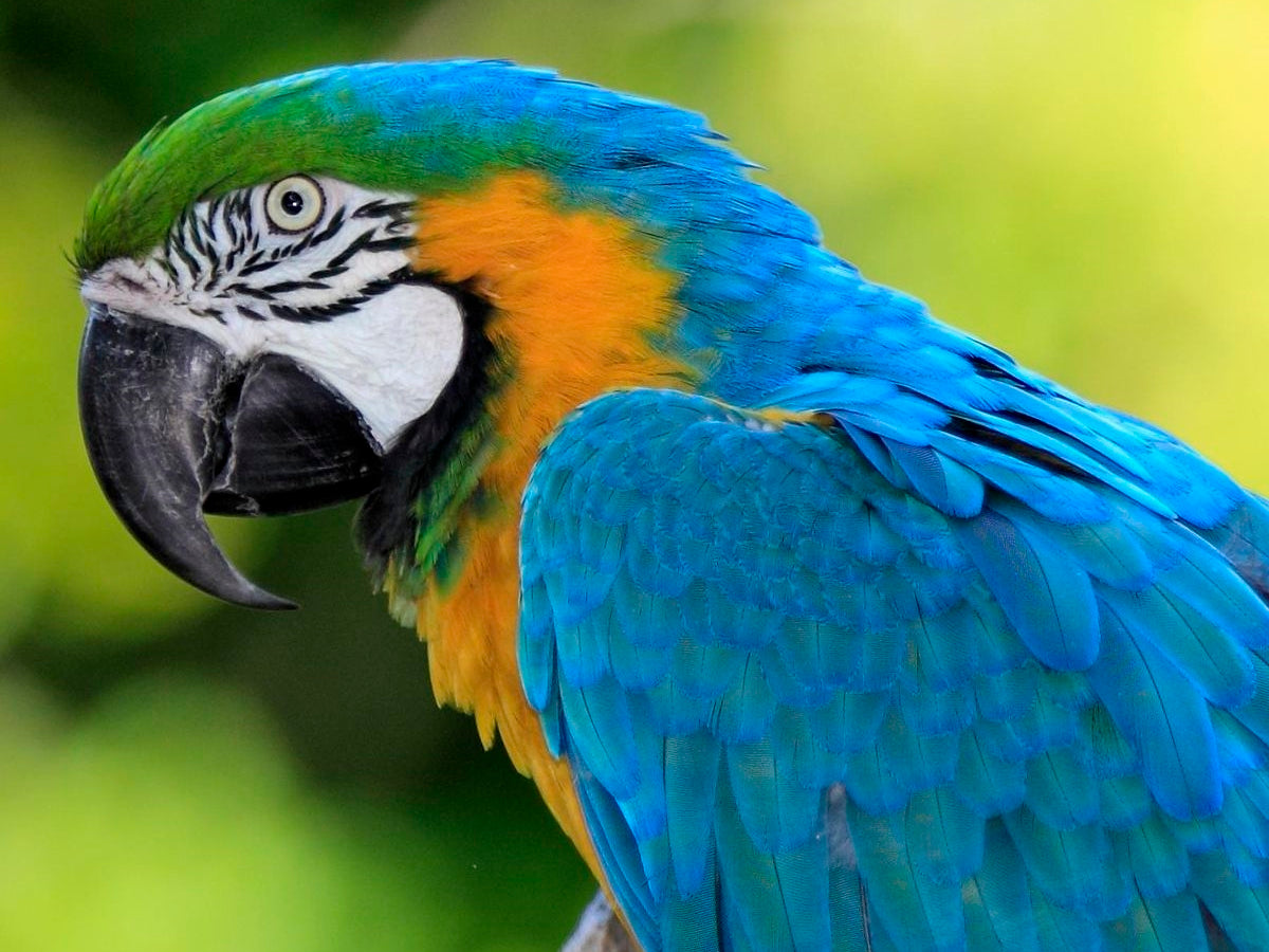 Bird Care