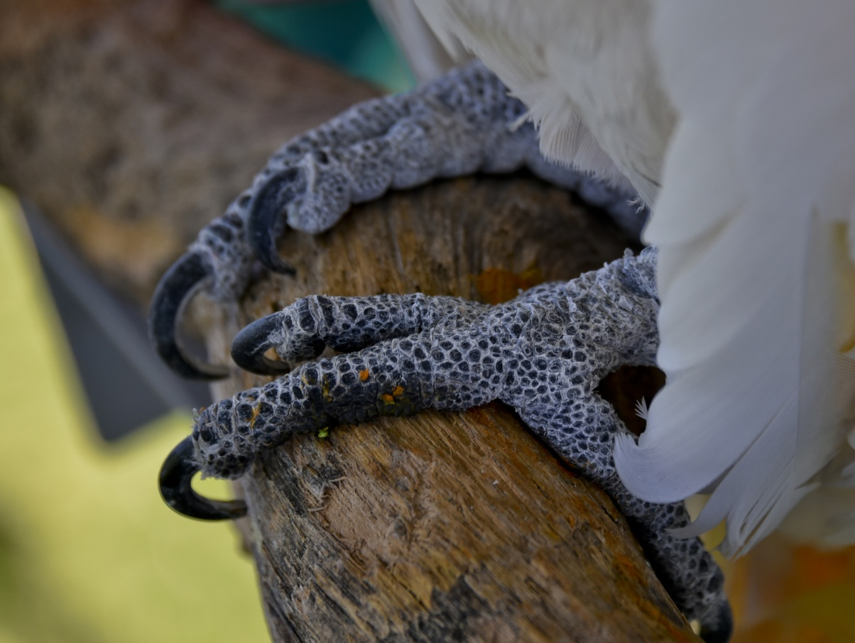 Bird Foot Diseases