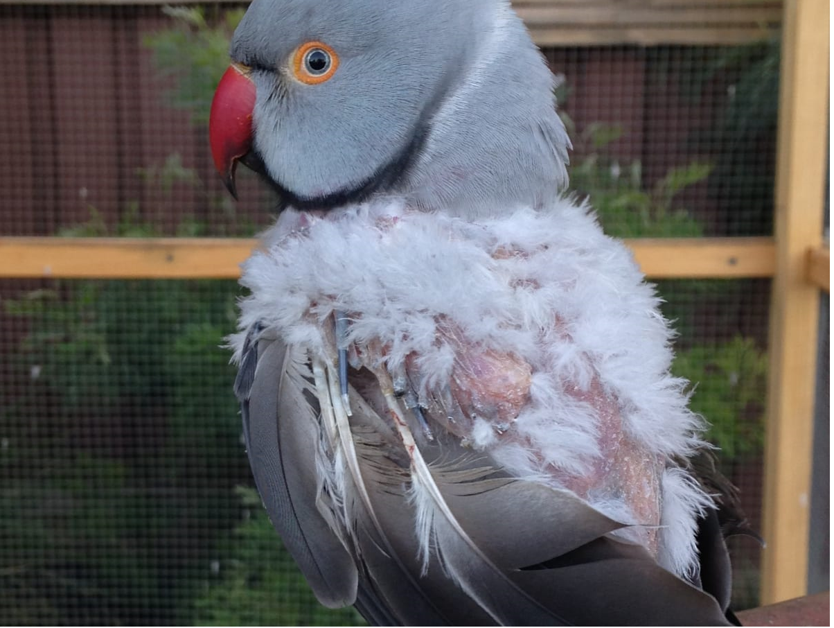 Bird Feathers Disease