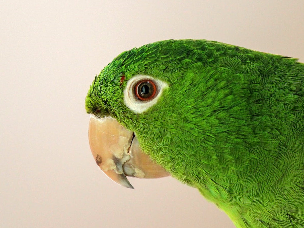 Green parrot – signs of illness in birds and how to tell if your bird is sick