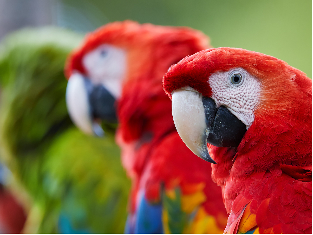 "Two healthy macaws – importance of vitamins and minerals in a parrot's diet