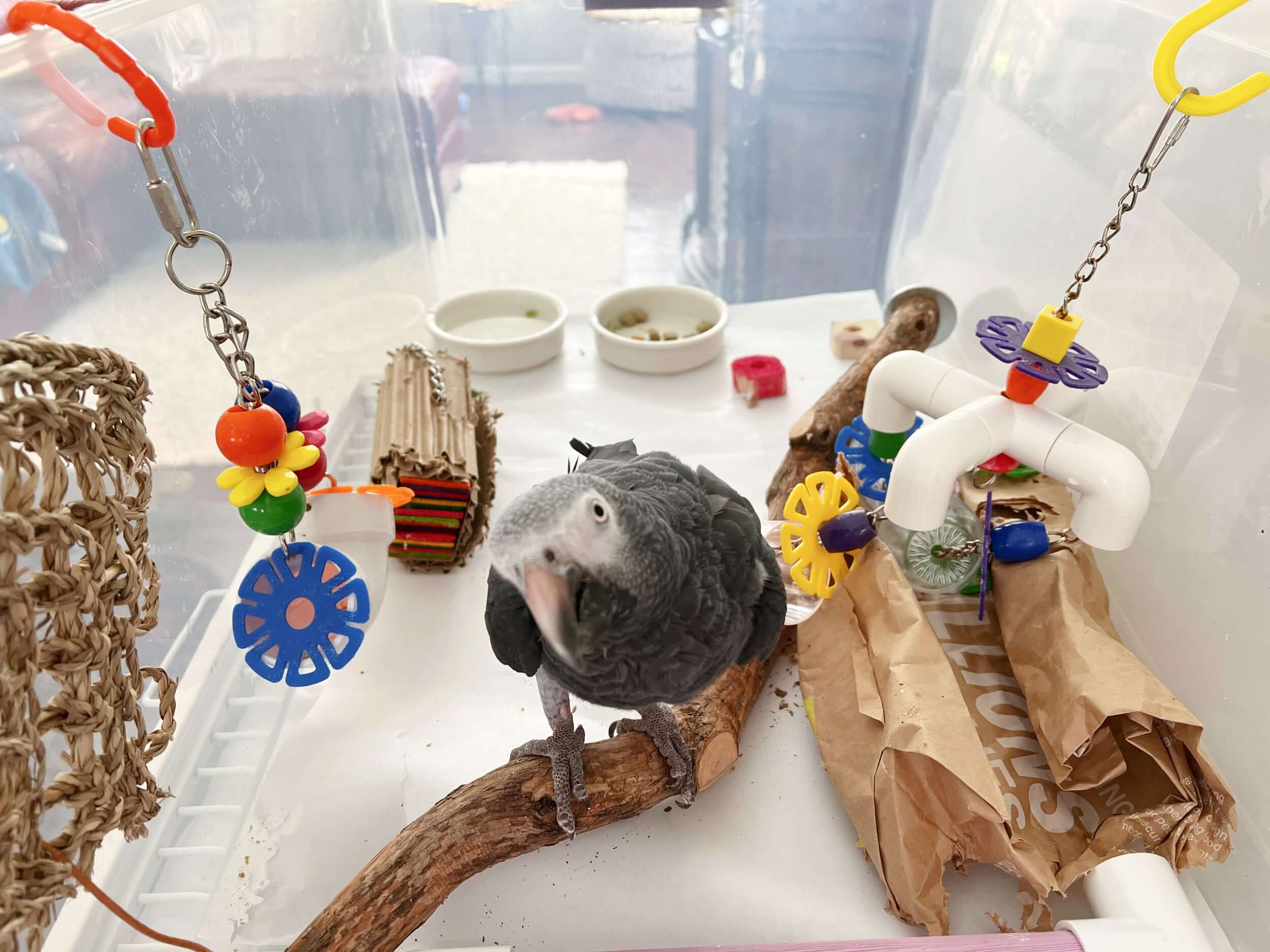 sick bird