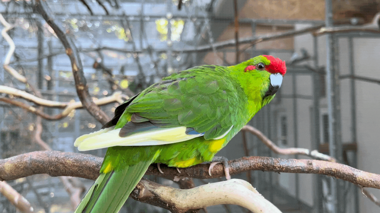 bird cage cleaning hacks