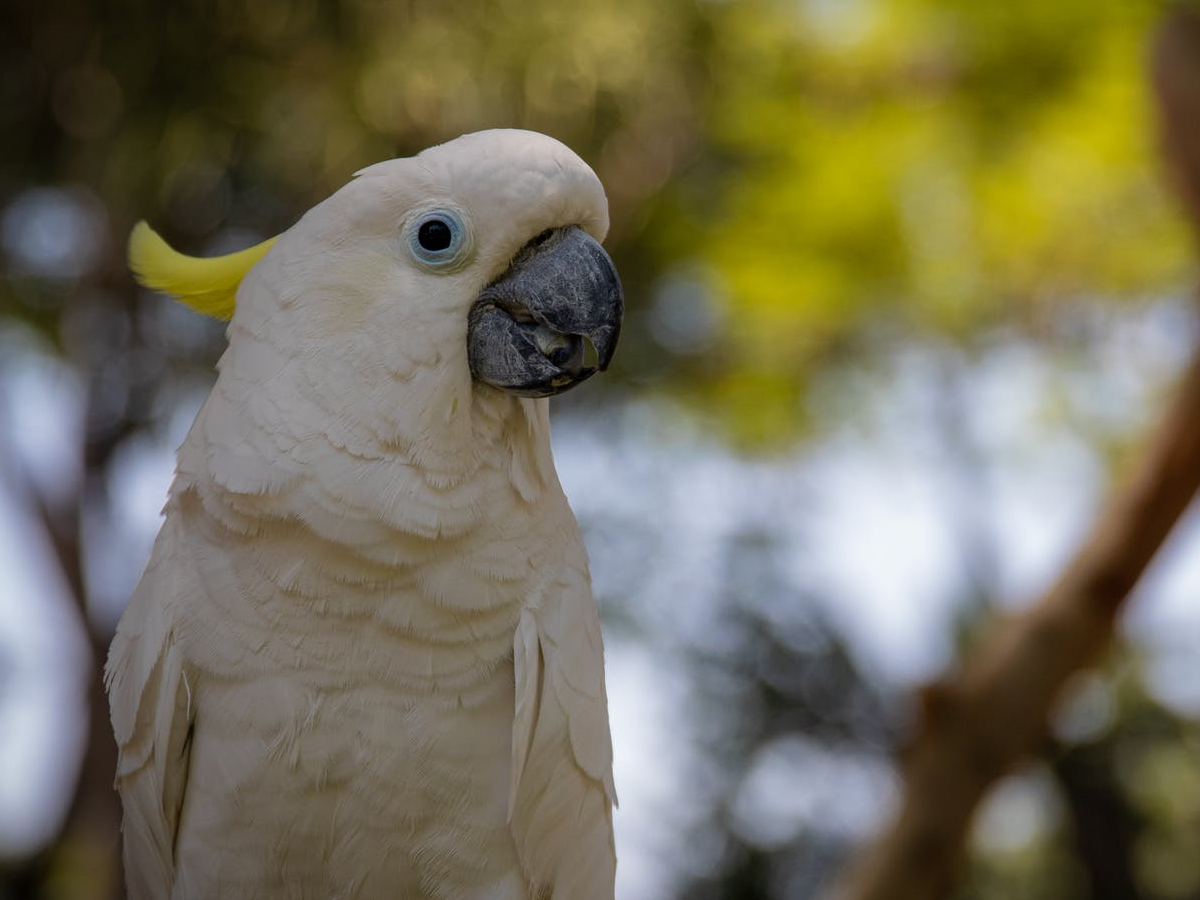 Tweet Treats: The Secret to Happy and Healthy Birds