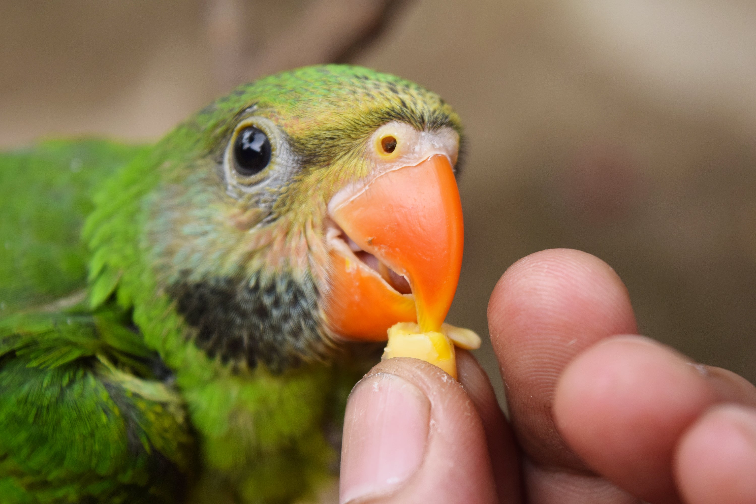 parrot training