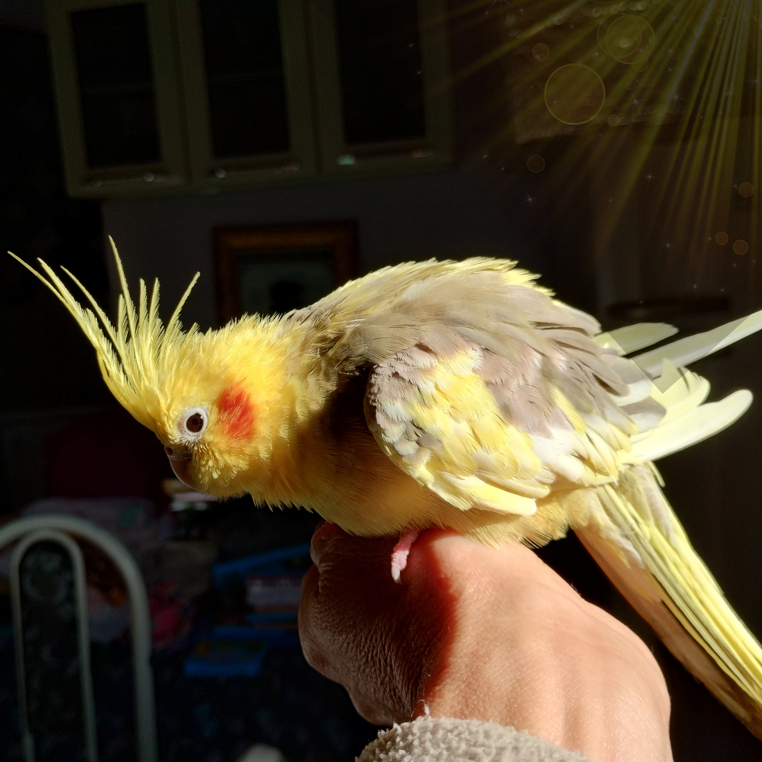 Cockatiel perched on a hand – understanding molting in parrots and feather care