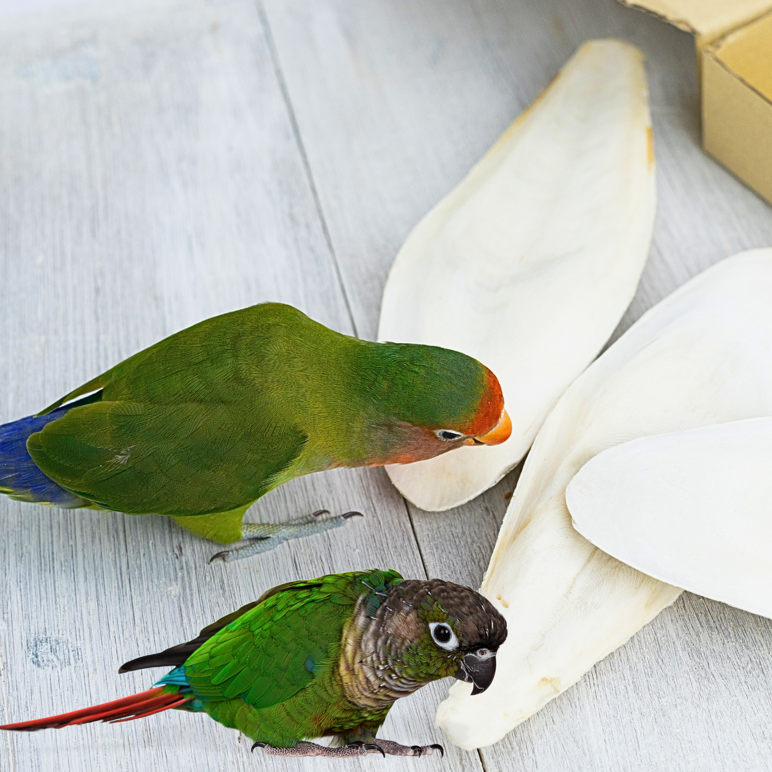 Bird Calcium