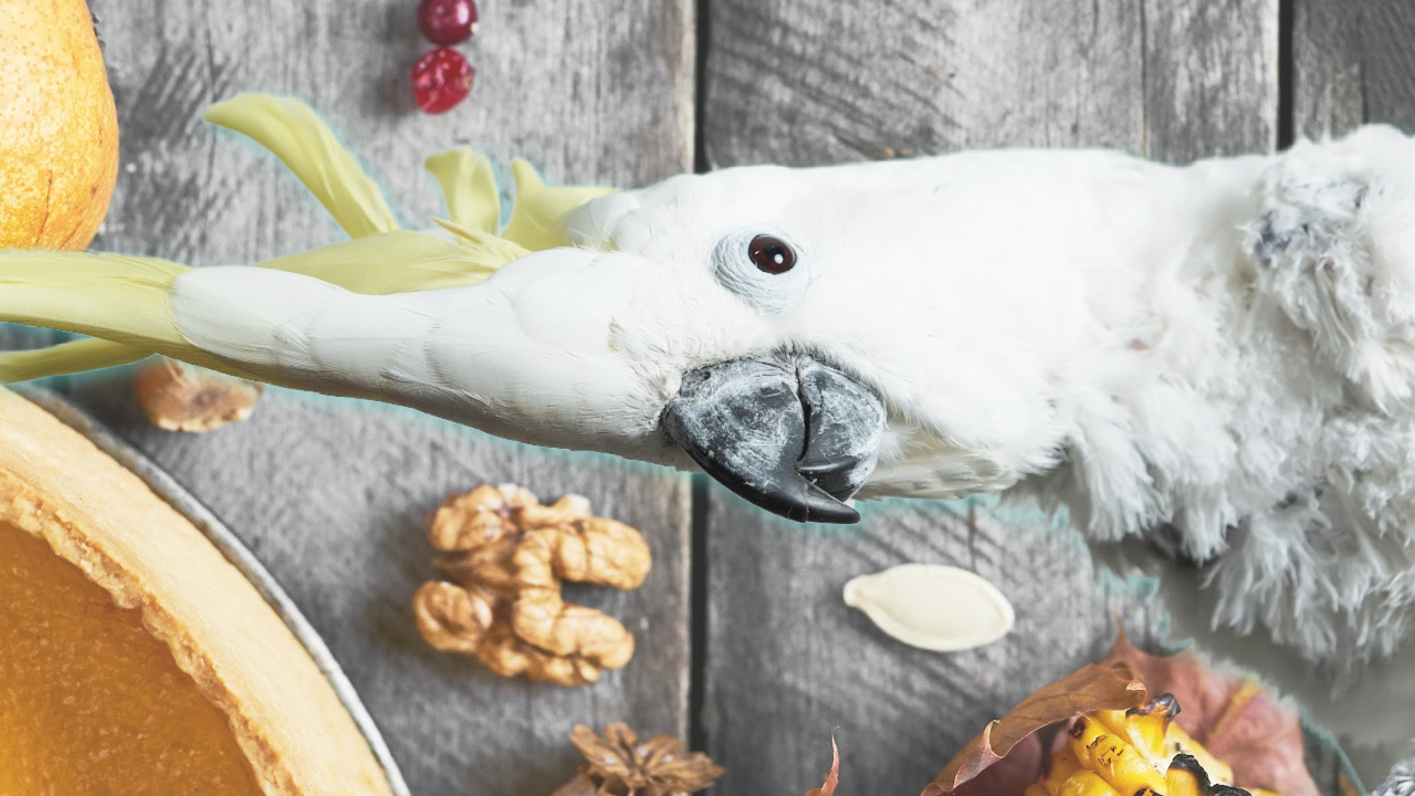 calming anxious birds