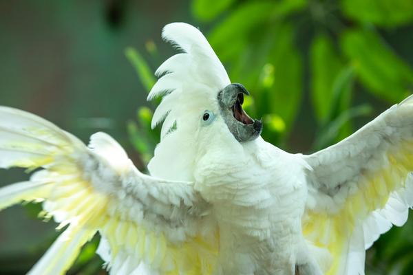 Positive Reinforcement for Birds