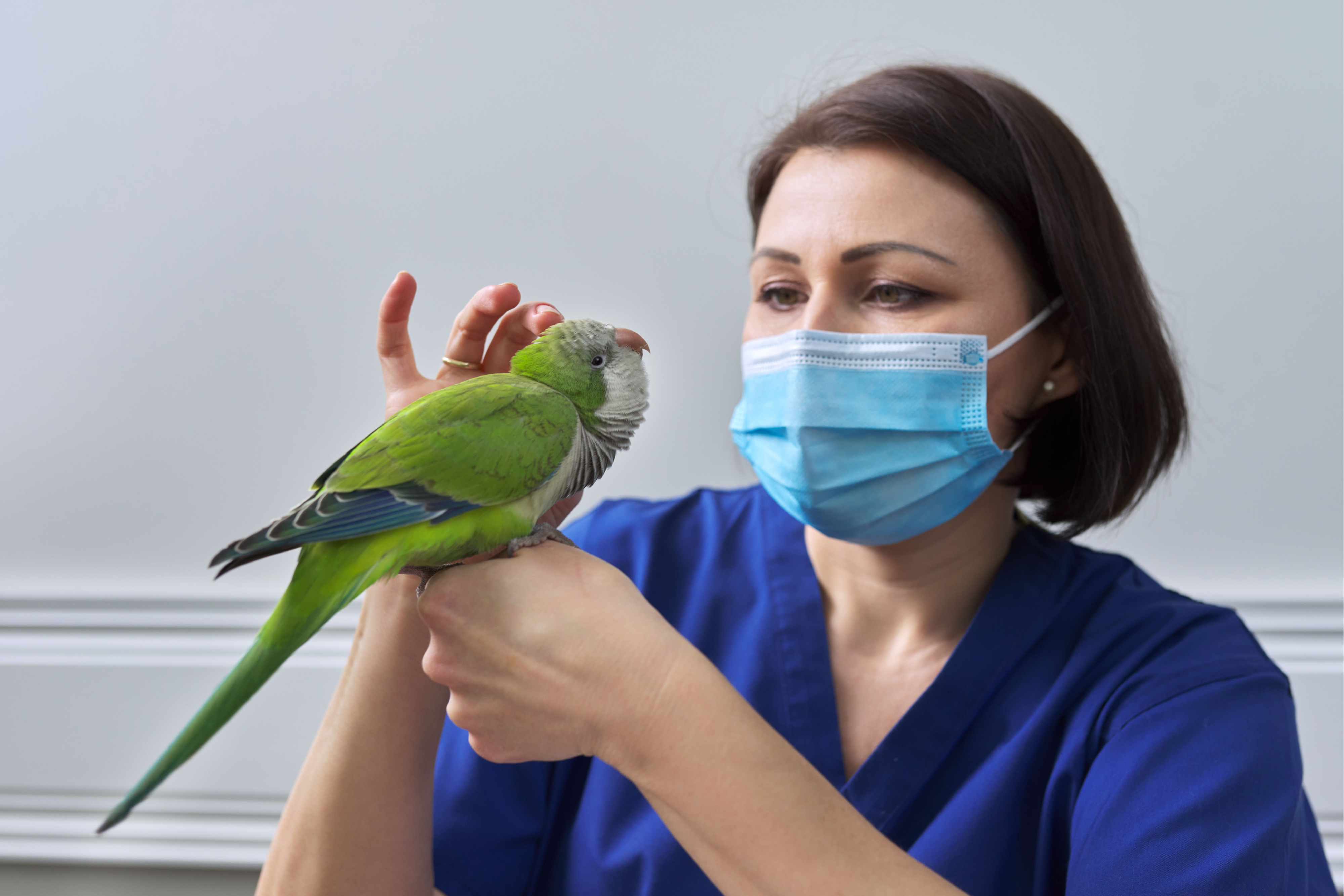 Vet examining a bird – essential tips for keeping older birds happy and healthy