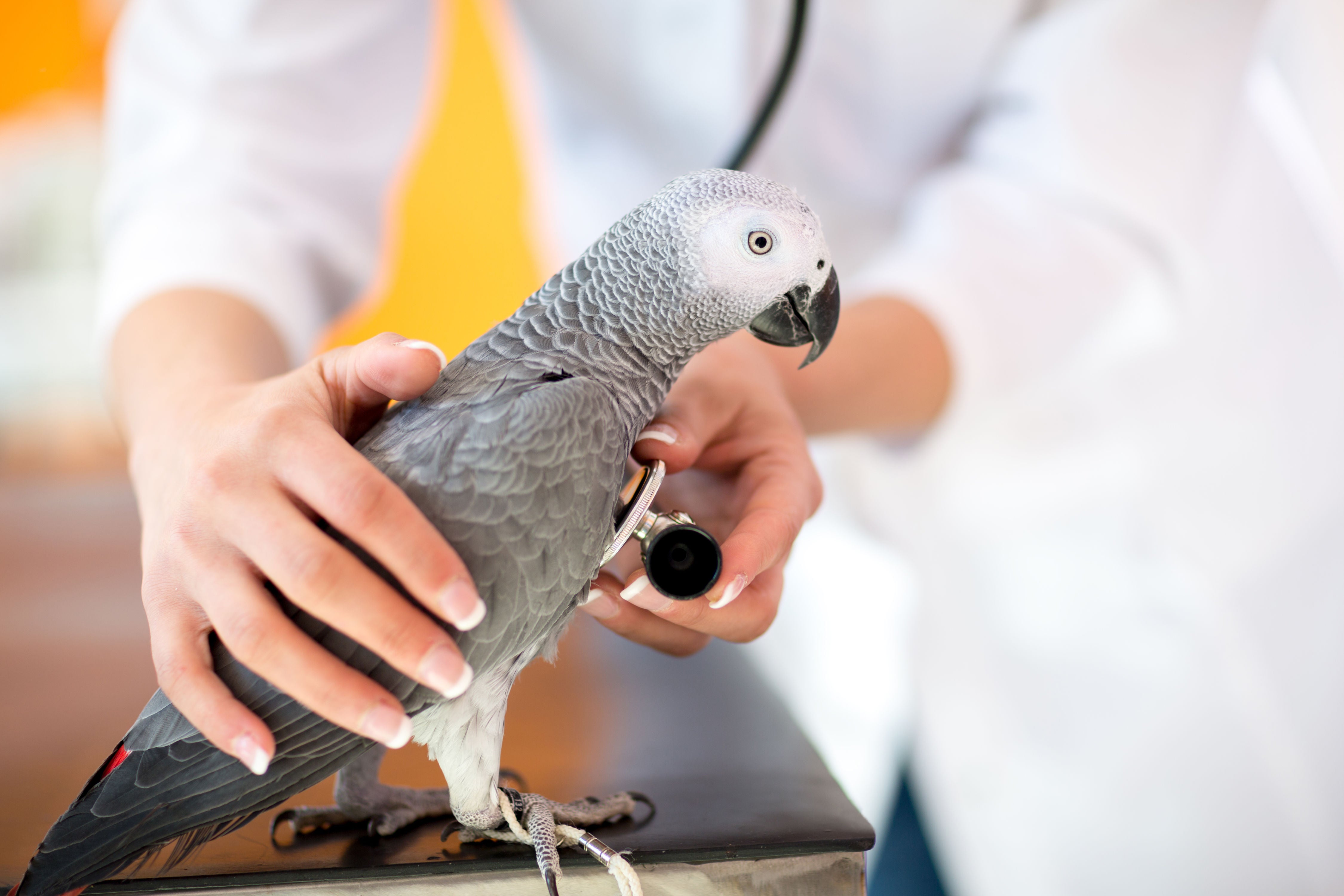 nervous bird