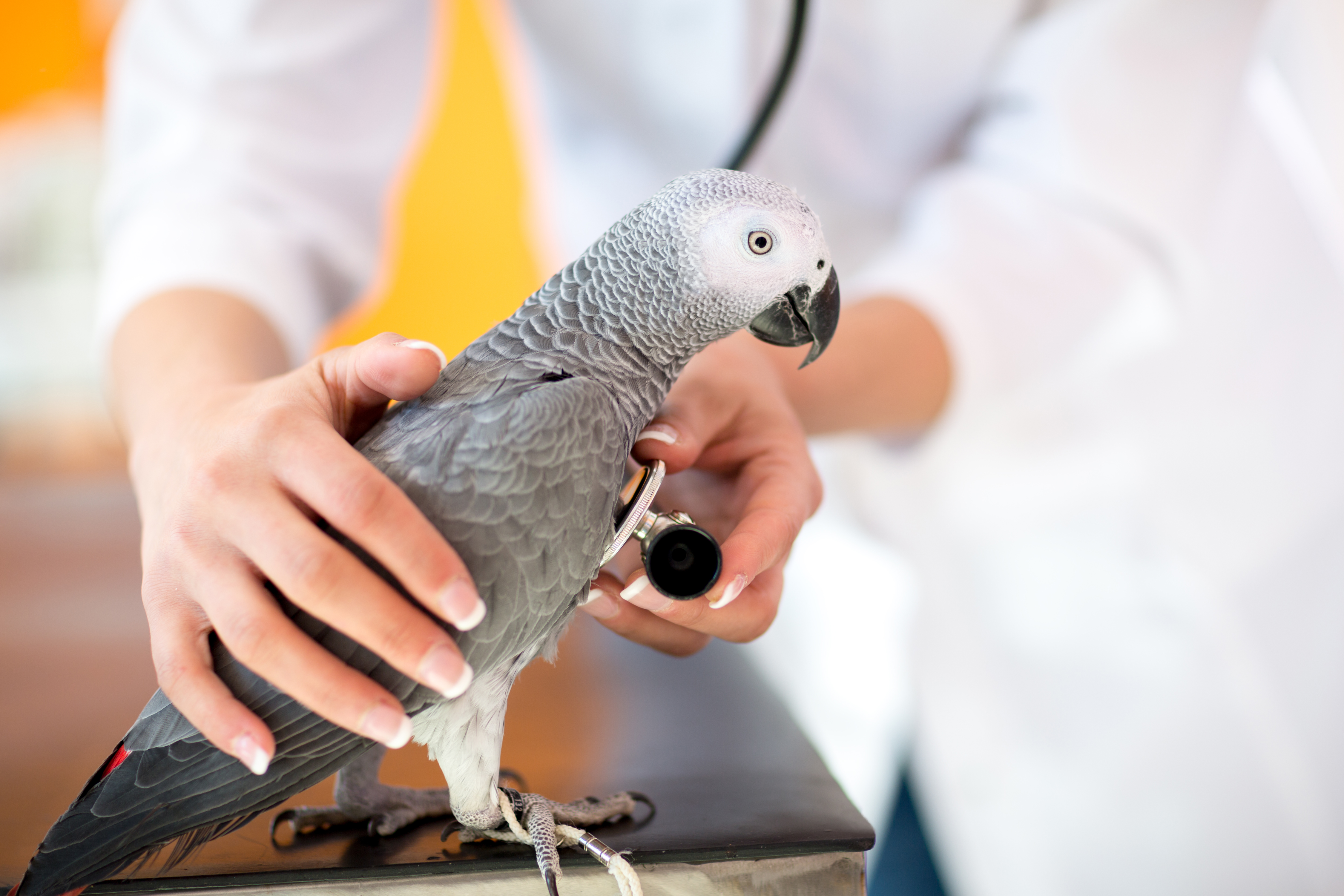 old bird being seen by an avian vet