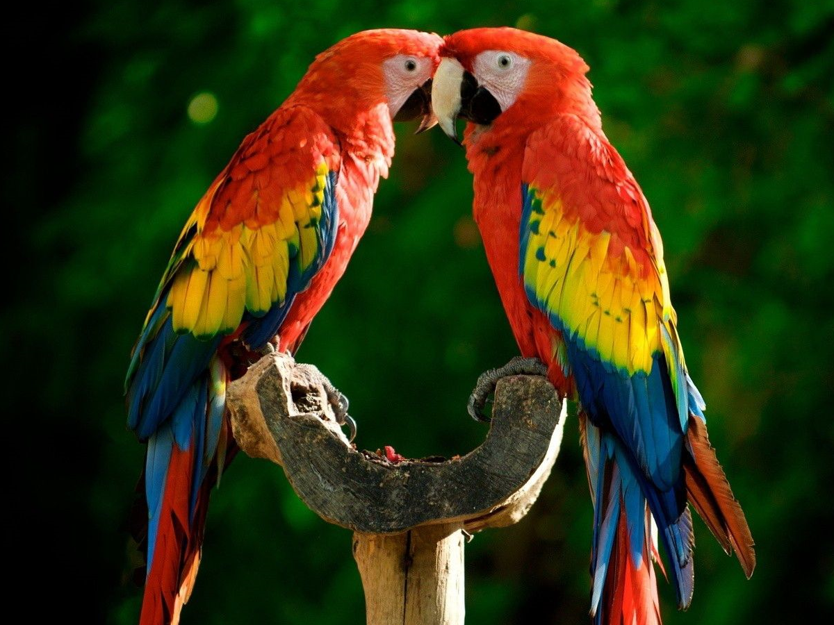 Two macaws – proper techniques for petting and holding a bird safely
