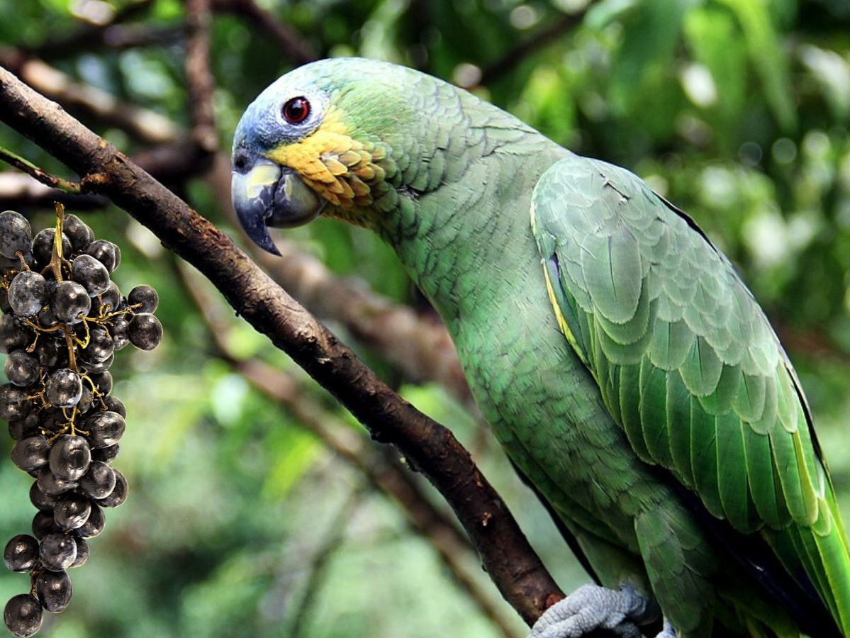 Parrot eating – best foods to calm hormonal behavior and support parrot health