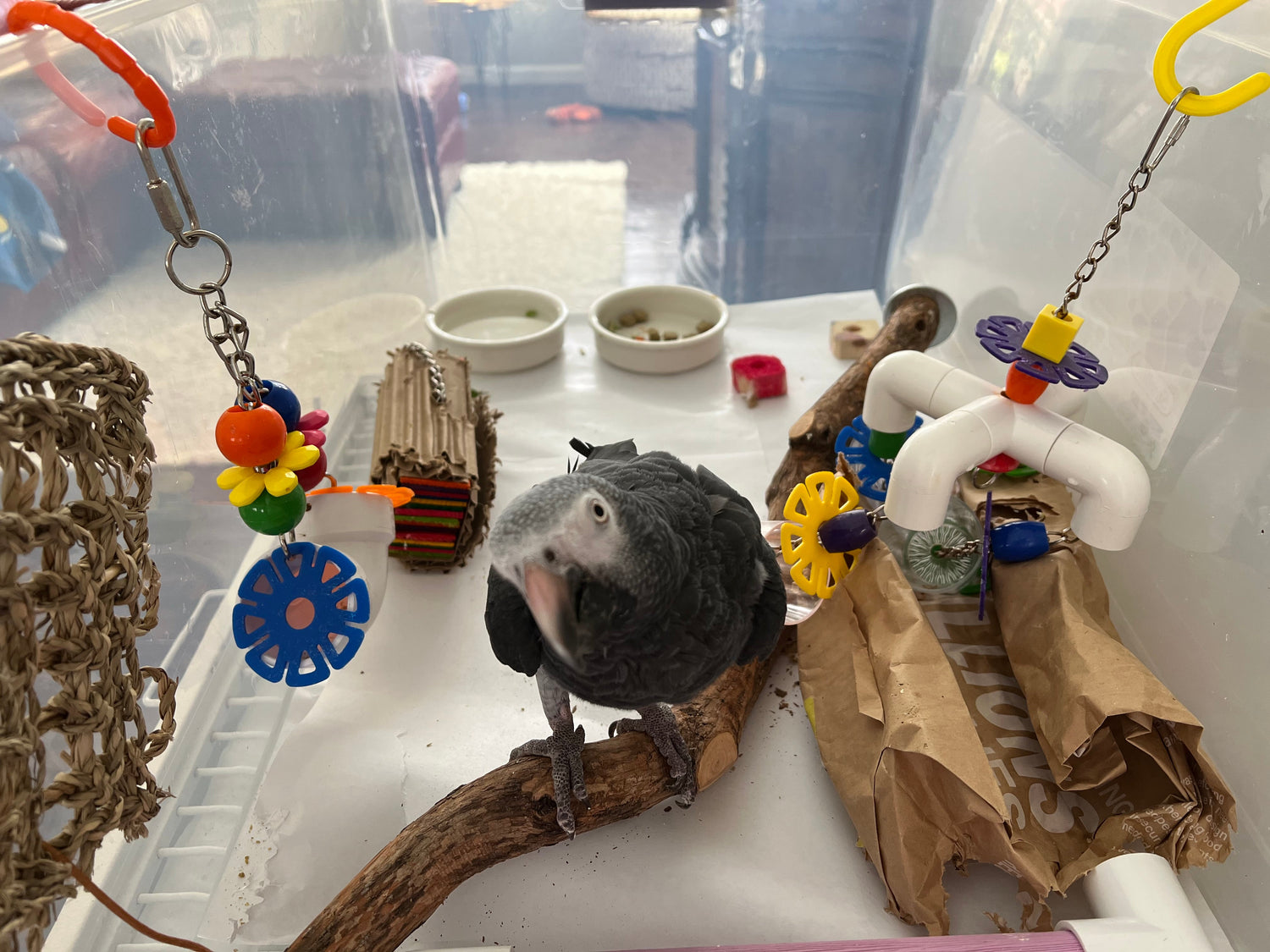 Fearful bird – how to tame a scared parrot and build trust for a happier pet