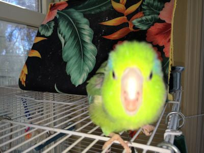 how to stop a bird from biting