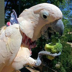How To Get Your Bird To Eat Healthy Bird Food