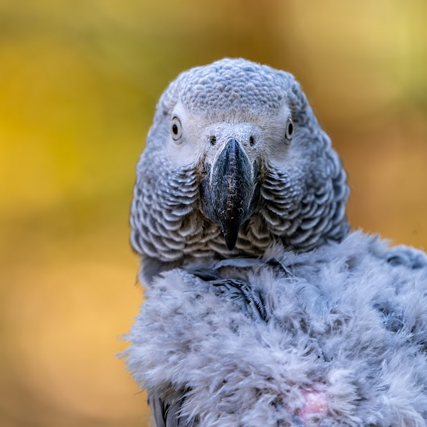 Bird Separation Anxiety
