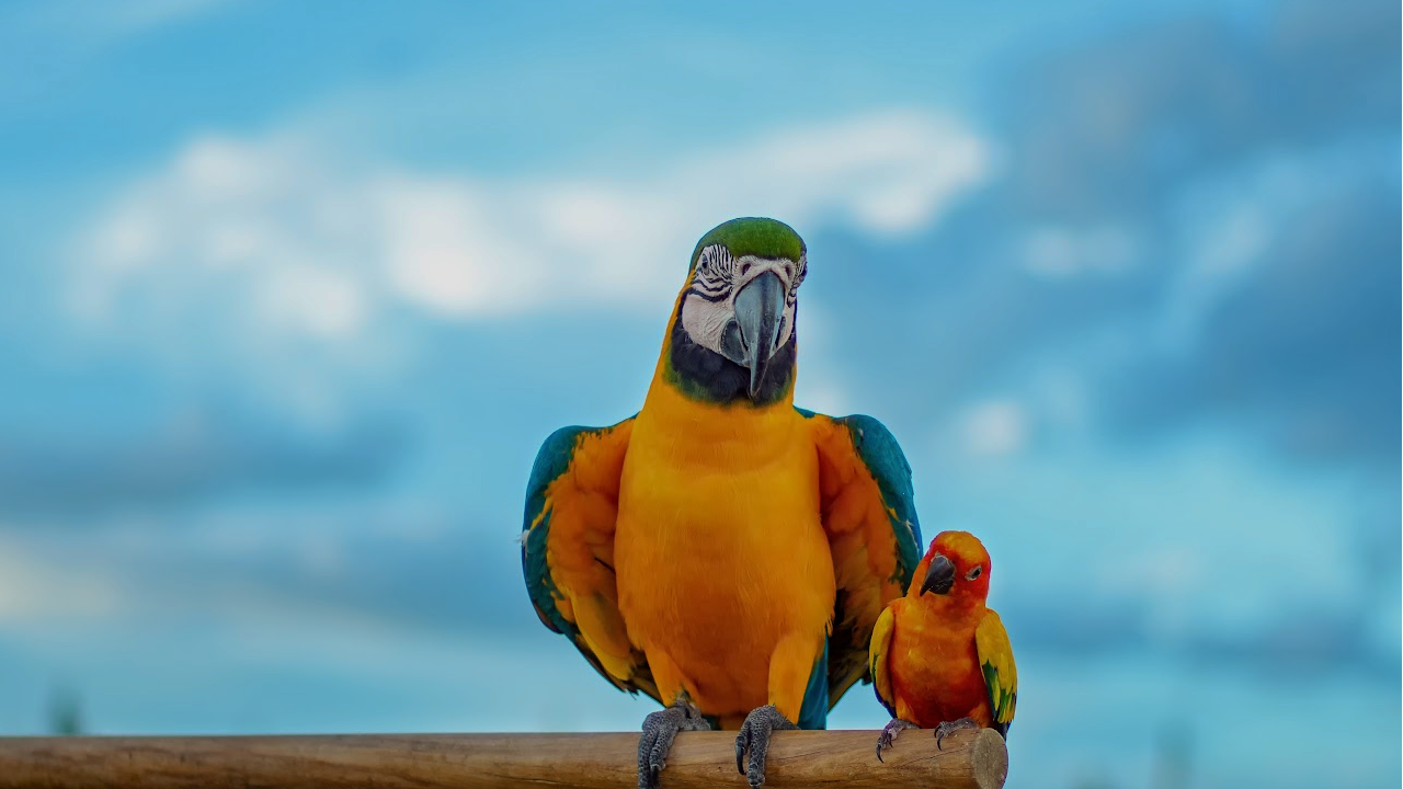 Teaching your bird to station