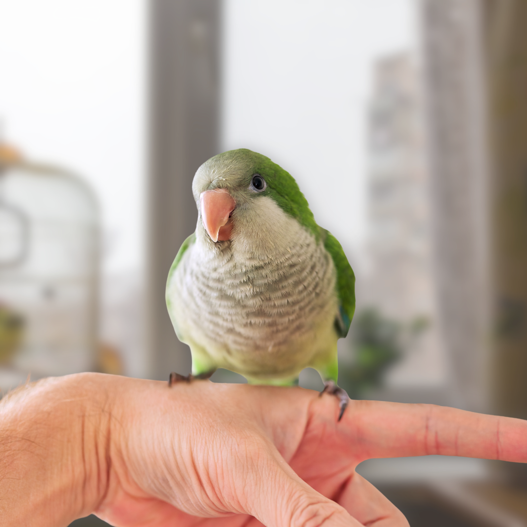 The Surprising Benefits of Training Your Bird to Step Up