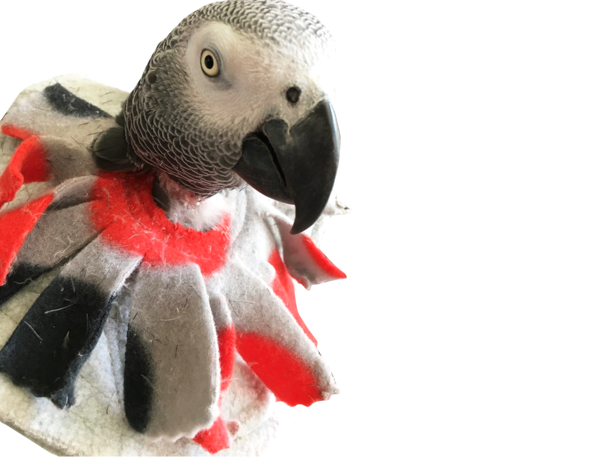 Parrot Bird Collar