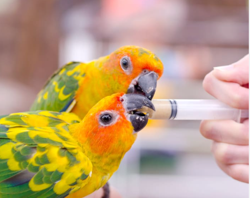 give medicine to a parrot