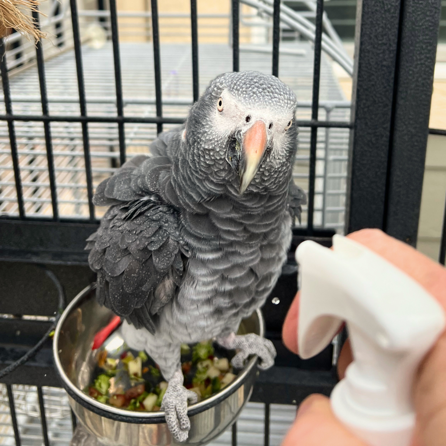 bathing a bird