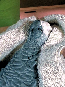 bird cpr