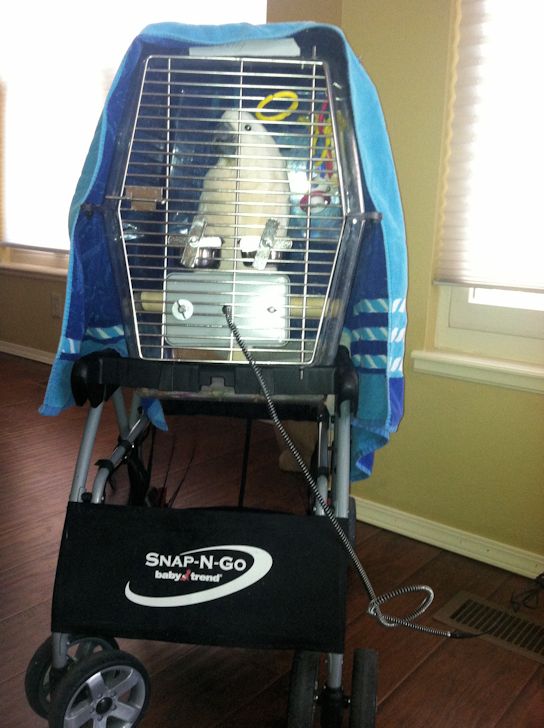 How To Make A Bird Hospital Cage For An Injured or Sick Bird