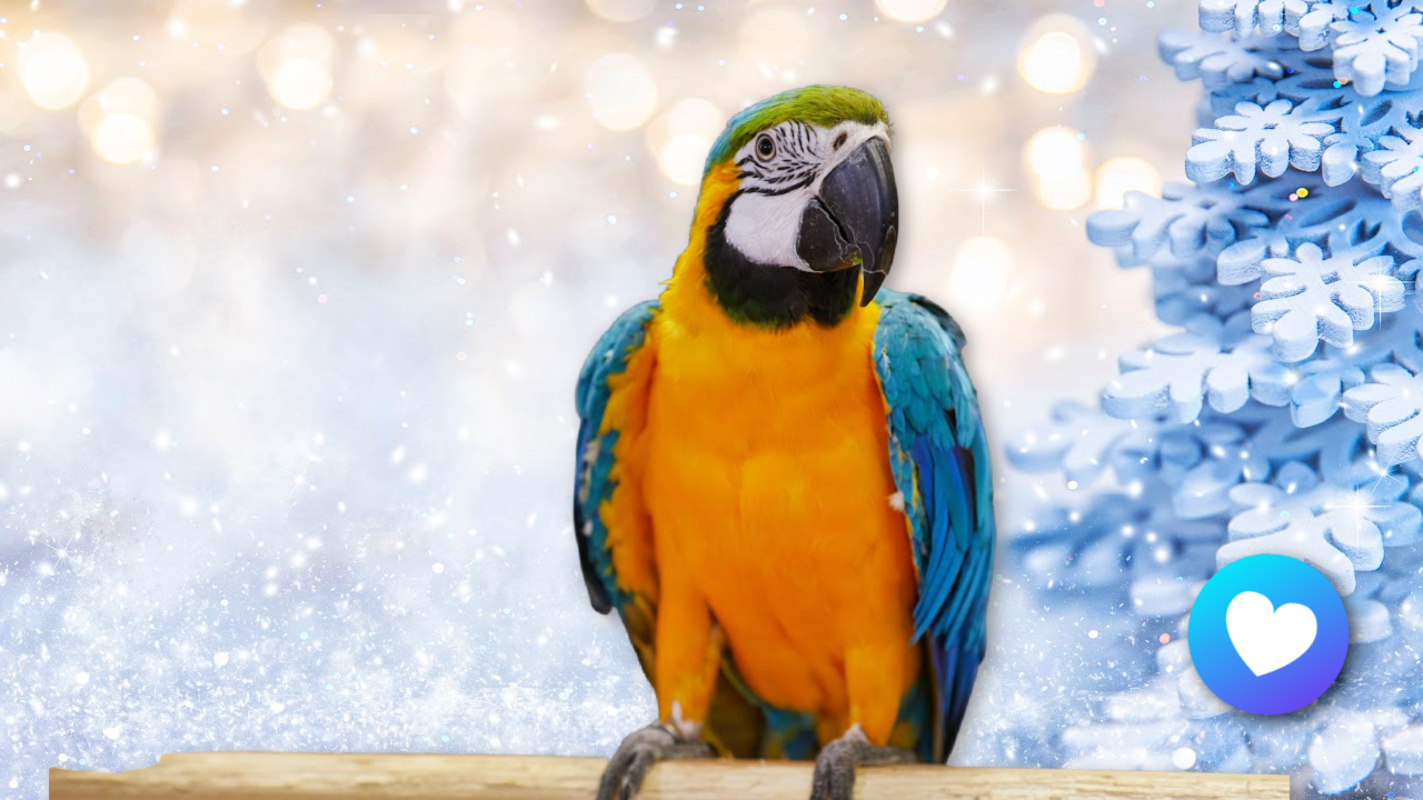 Macaw in snowy background – winter care tips to keep your bird healthy and warm