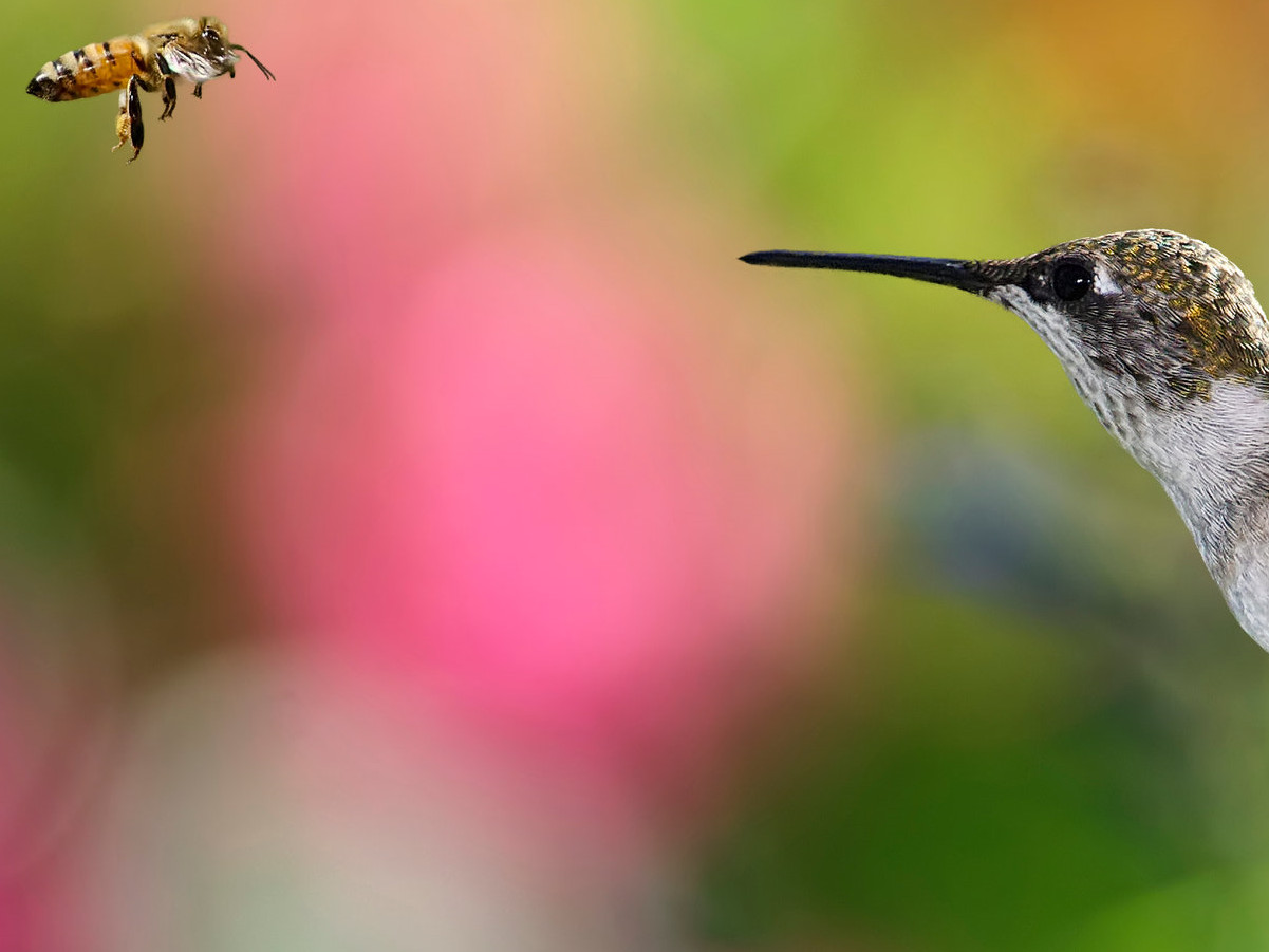 birds and bees