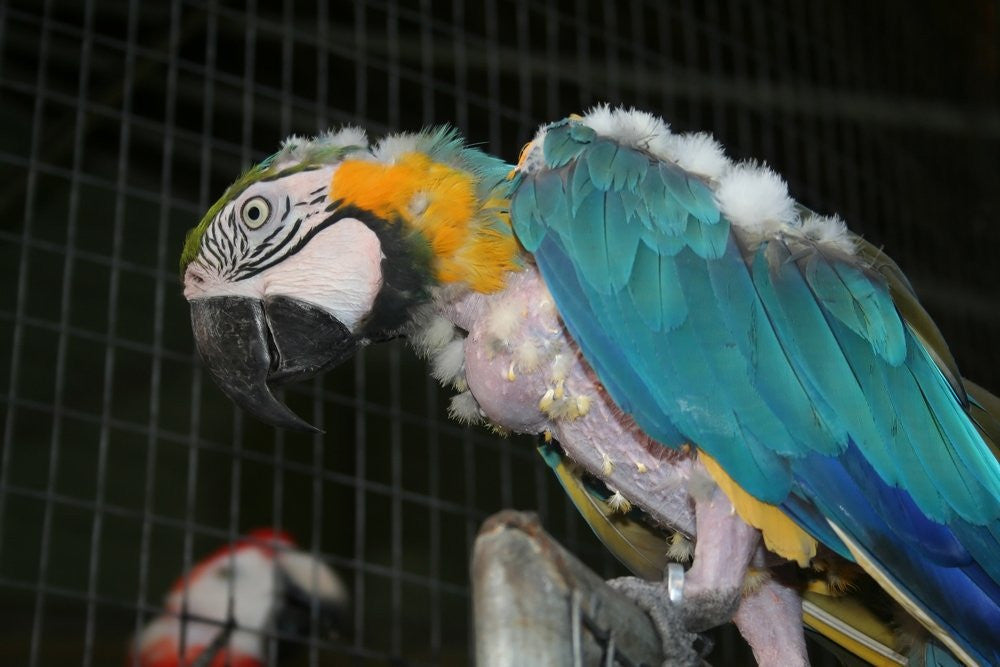 What Feathers Tell You About Your Parrot's Health